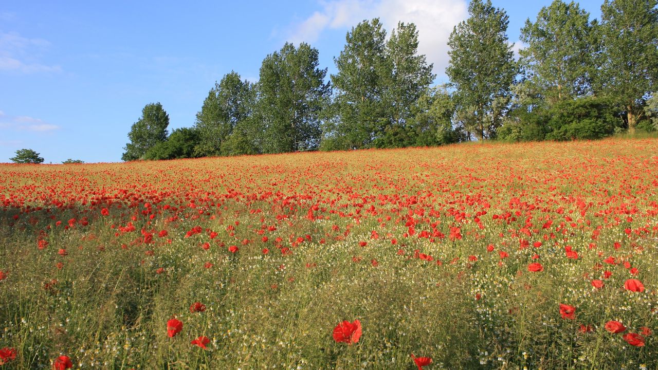 AreaSummer5KM AreaSummer5KM